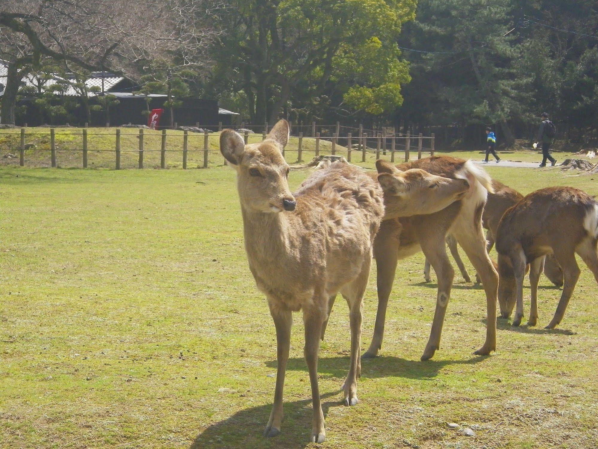 Kanko Hotel Tamaru Nara Esterno foto